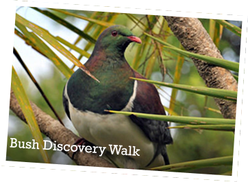 Bush Discovery Walk