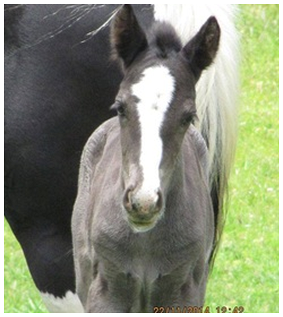 The Vicars Independence Day