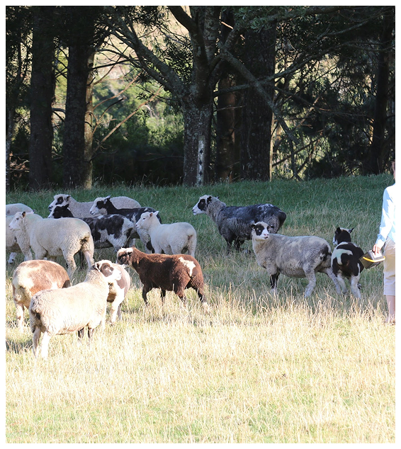Bullswool Brown Spots