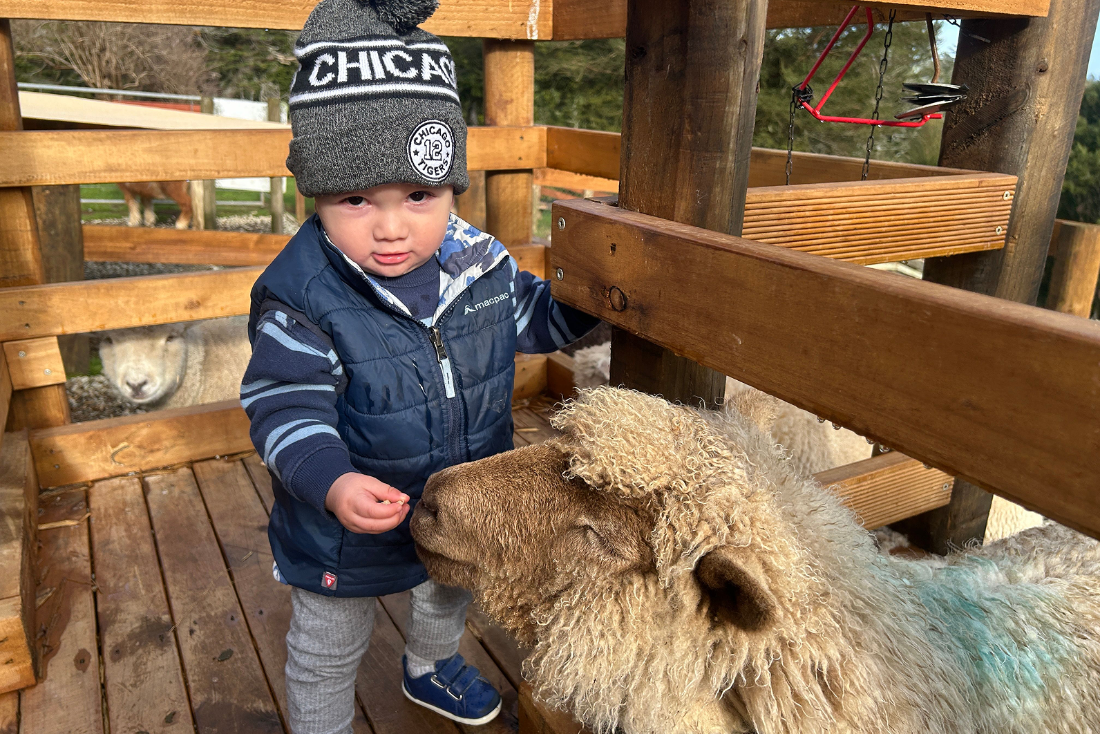 Farm park sheep