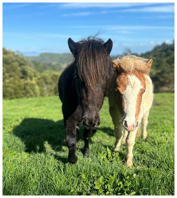 Miniature Horses