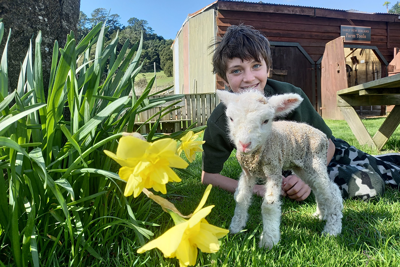 Wool Puppies 1