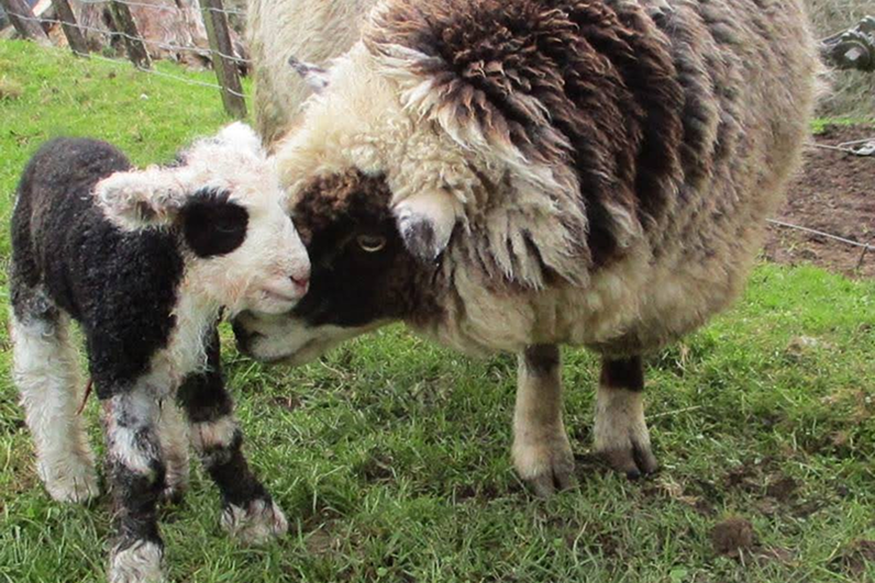 Wool Puppies 2