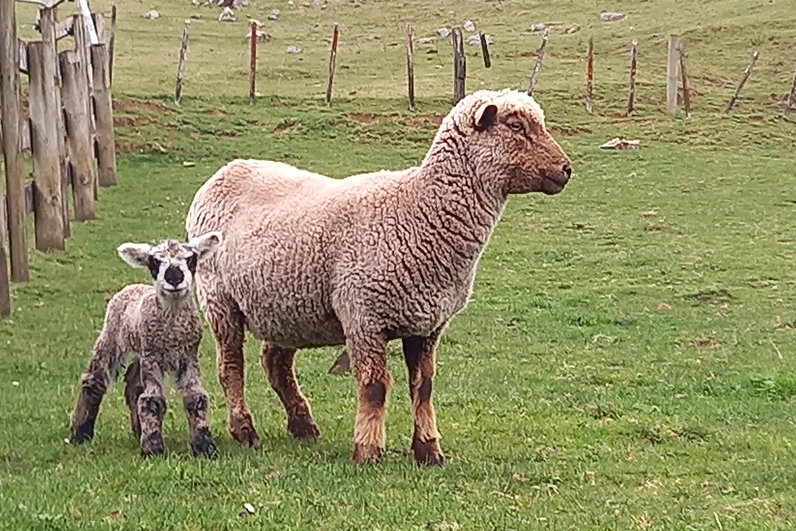 Wool Puppies