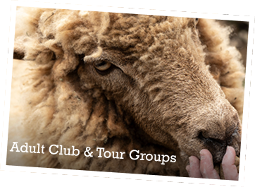 Adult Group
